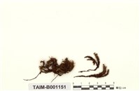 藏品(狹葉縮葉苔)的圖片